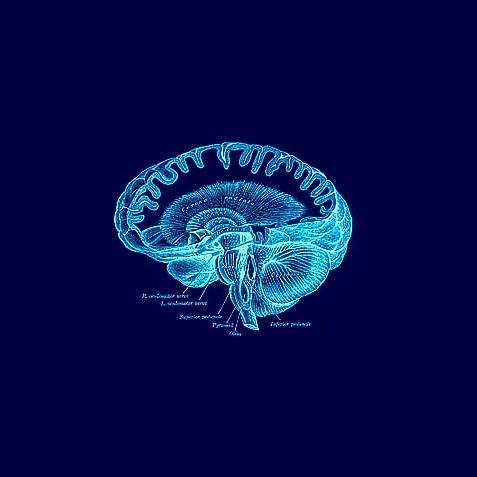 Imagem de um cérebro